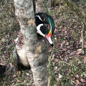 Meet your Posher, Lucas